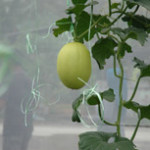 Rock melon project proving fruitful
