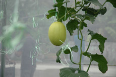 A melon ripening in the greenhouse