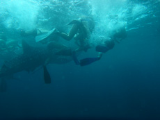 Tourists converge on a whale shark in a flurry of flippers