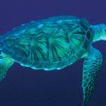 Widespread ‘secret’ slaughter of endangered sea turtles despite ban; “very tasty” say killers