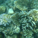 Maldives suffering worst coral bleaching since 1998