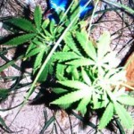 Marijuana plant found in Malé